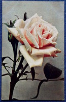 Old greeting photo postcard - rose from 1908