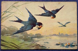 Antik grafikus Klein művész képeslap - fecskék  szitakötő