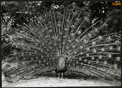 Larger size, photo art work by István Szendrő. Peacock, bird, feathers, 1930s. Original,