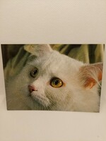Cicás, macskás, állatos képeslap, postatiszta (Akár INGYENES szállítással)