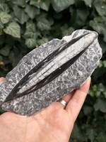 Orthoceras fossil, fossil, mineral