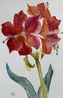 Amarillisz - akvarell - 24 x 16 cm