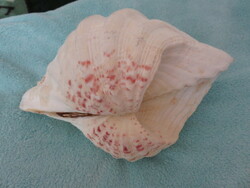 Hatalms tengeri kagyló. A nagy korall- zátonyból
