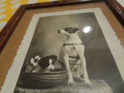 They used to love dogs. Dog photo from the 1930s, with a nice carved frame, 10x15 cm
