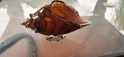 Érdekes kagyló disztárgy - Muranói stílusú műalkotás