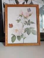 Beautiful rose, butterfly antique print in a wooden frame, 28 x 23 cm