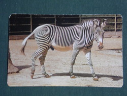 Card calendar, traffic gift shops, animals series, zebra, 1990, (2)