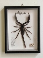 Hatalmas malaysiai fekete skorpió preparátum üvegezett keretben