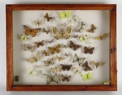 1P110 butterfly butterfly preparation collection of 40 pieces in a frame 39 x 8 x 60 cm