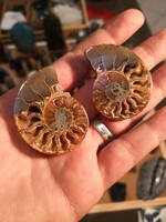 Ammonite fossil, mineral fossil