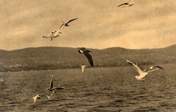 Ba - 096 Balaton sheets seagulls on the Balaton