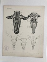 Antique anatomical print with the seal of the Hungarian Royal Women's Painting School