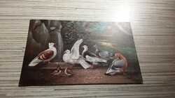 Antik madaras képeslap.