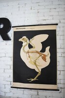Vintage school anatomy instructor, review poster - chicken