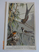 Régi  német madaras képeslap: kolibri