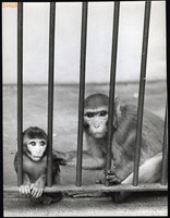 Larger size, photo art work by István Szendrő. Monkeys behind bars, 1930s. Original,