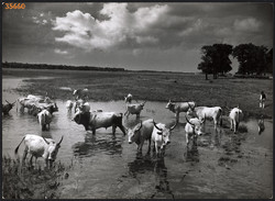 Nagyobb méret, Szendrő István fotóművészeti alkotása. Szürke marhák a mezőn, 1930-as évek. Eredeti,