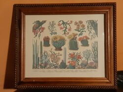 Botanical illustration cacti