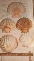 5 shells of sea shells for decoration