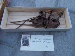 Dried rose from 1948 by tubi