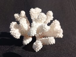 Fehér Tengeri Korall