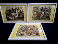 3 bird pictures (pigeons, hummingbirds, songbirds) in a glazed frame 32x23 cm