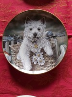 Angol fali  porcelán dísztányér aranyos Westie kutyussal kerékpár kosárban- Vitrin állapotban