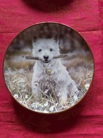 Angol fali  porcelán dísztányér aranyos Westie kutyussal- Vitrin állapotban