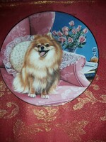 Angol porcelán dísztányér aranyos Törpespicc kutyussal- Vitrin állapotban