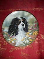 Angol porcelán dísztányér aranyos Cavalier spániel kutyussal- Vitrin állapotban