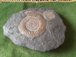 Dactylioceras fossil