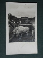 Postcard, Budapest agricultural exhibition, pigs, pigs, 1955