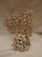 Old white sea fossil, coral 22*18 cm