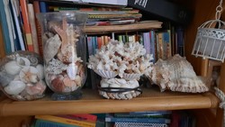 For sale from a legacy to collectors, a very nice seashell-snail coral lamp collection