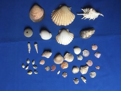 Sea snail - shell (28 dkg, shell 11 x 10.5 cm)