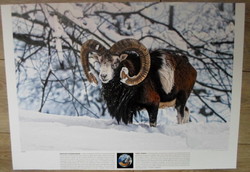 Poszter 43.: Európai muflon; Németország, Sachsen – Szászország (természetvédelem, fotó)