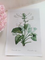 Artwork by Pierre-Joseph Redouté, botanical print reproduction.