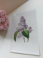 Pierre-Joseph Redouté egyik gyönyörű alkotása, lila orgona, botanikai nyomat reprodukció.