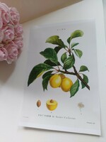 Beautiful botanical print reproduction 21.4 x 30.1 cm