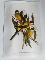 Reproduction of an antique print depicting birds 30.2 x 20 cm