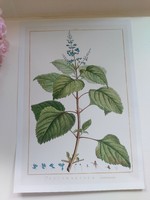 Reproduction of an antique botanical print depicting a charming flower, 30 x 21.6 cm