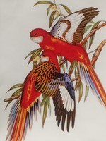 Színes madarakat ábrázoló antik nyomat reprodukciója  30,2 x 20,7 cm
