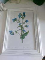 In a beautiful, worn white wooden frame, p.J. Redouté botanical flower print 36 x 25.5 cm