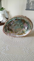 Huge, beautiful abalone shell