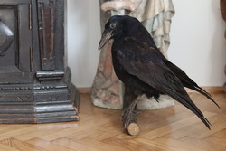 Taxidermy prepared crow Odin