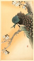 Ohara Koson Kék páva és cseresznyevirág kacho-e japán fametszet shin hanga ázsiai reprint nyomat kép