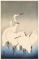 Ohara Koson Öt fehér gém madár kacho-e madaras japán fametszet shin hanga ázsiai reprint nyomat kép
