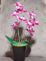 Mother's Day Orchid is wonderful