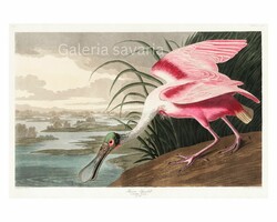 Reproduction of an antique print depicting a pink bird in fine colors, 39*26 cm