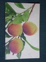 Postcard, fruit tree, peach, 1908